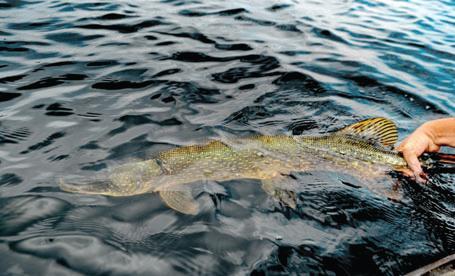 Nice Carp :) - regulile-lacului-impun-sistemul-catchrelease.jpg